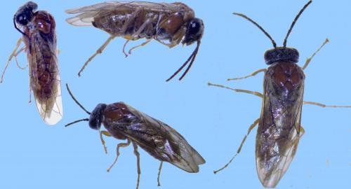 Réf. 253 200 : Periclista albida